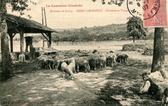 Fontaine et troupeau