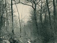Forêt de Haye