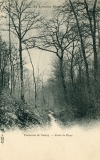 Forêt de Haye