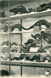 Zoologie-26