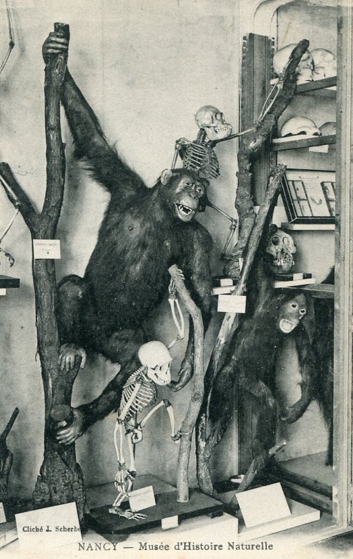 Zoologie-24