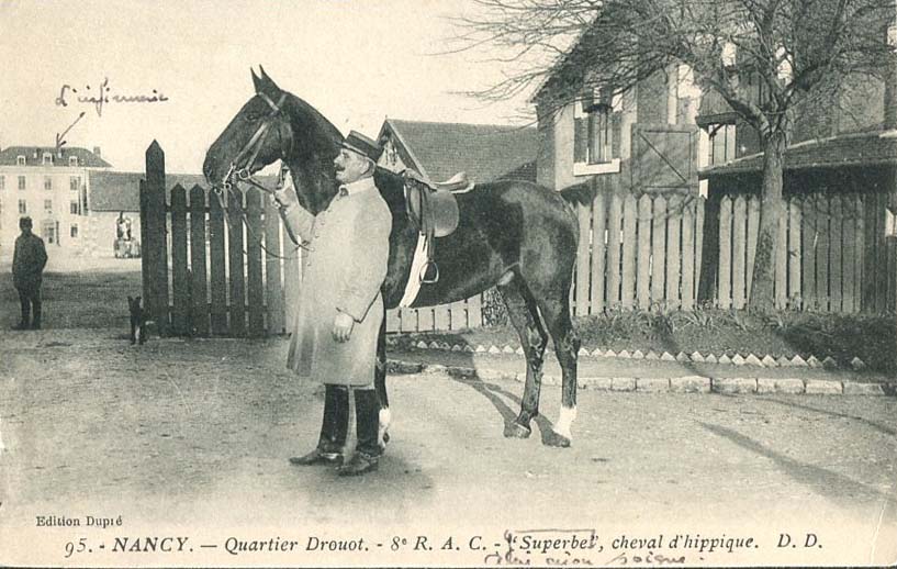 Cheval d'hippique