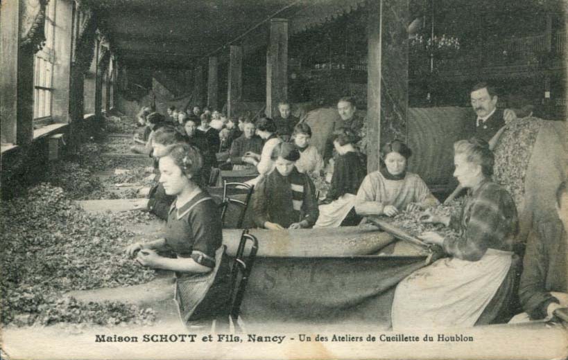 Atelier de cueillette du houblon