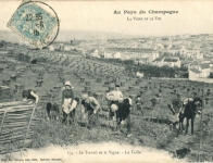 4 - Scènes du travail de la vigne en Champagne
