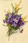 Violettes et mimosa
