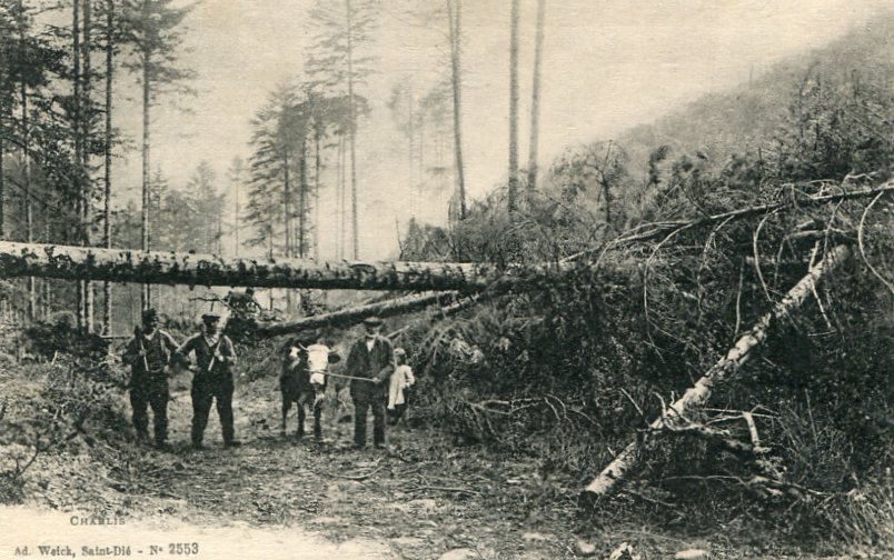 La Forêt