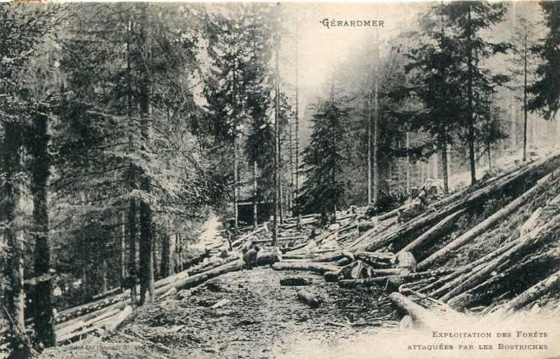 Exploitation des forêts attaquées par les bostriches