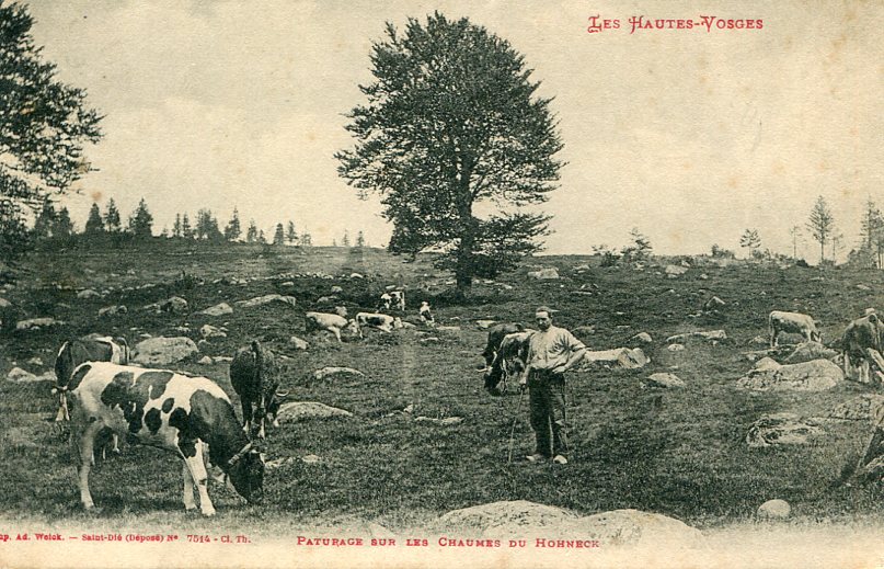 Pâturage  sur les chaumes du Hohneck