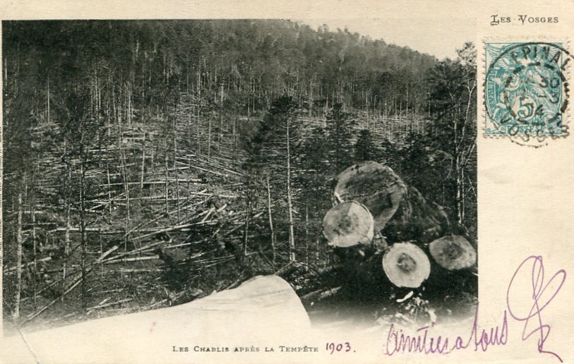 Chablis après la tempête