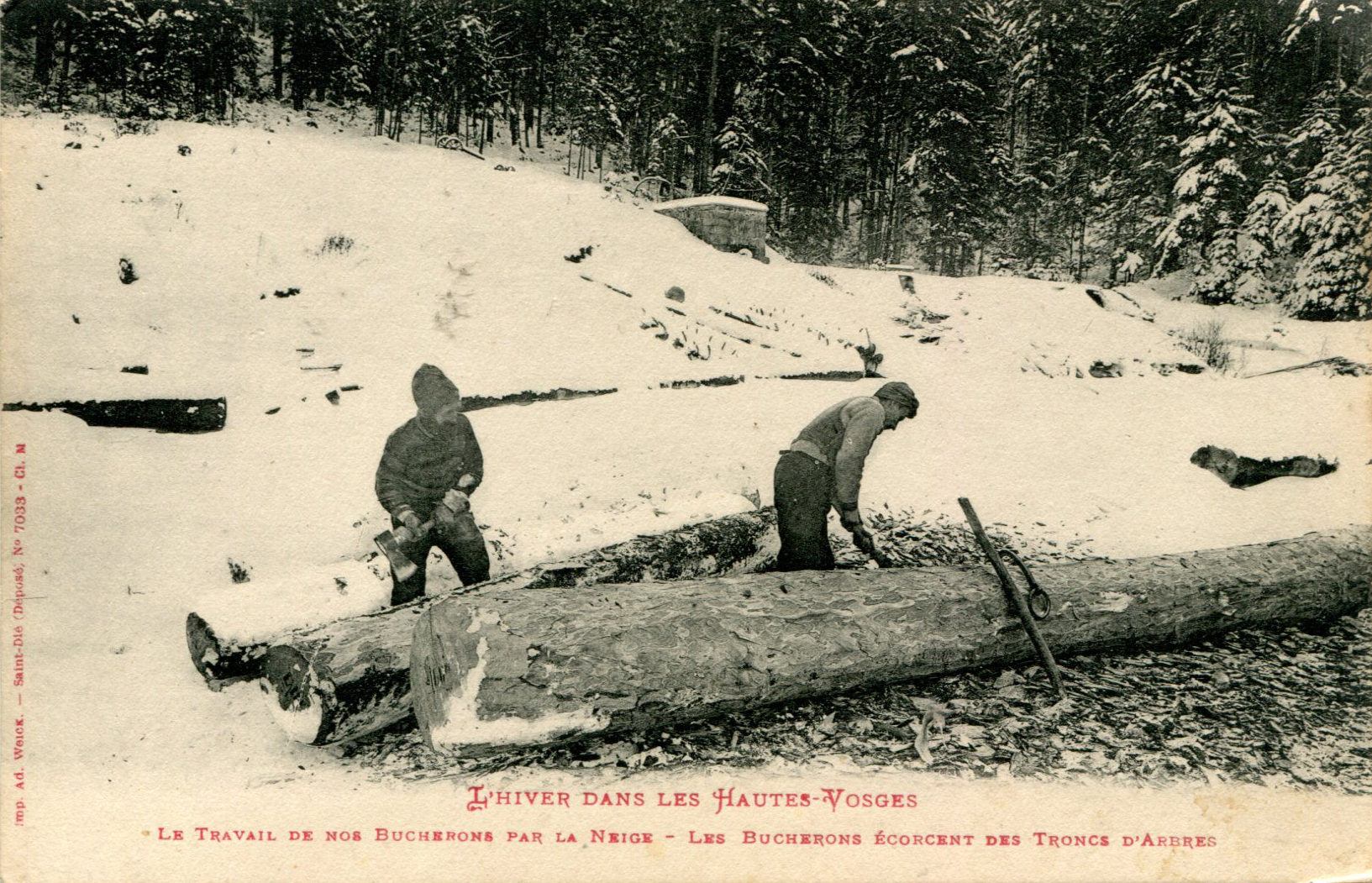 Écorçage des troncs