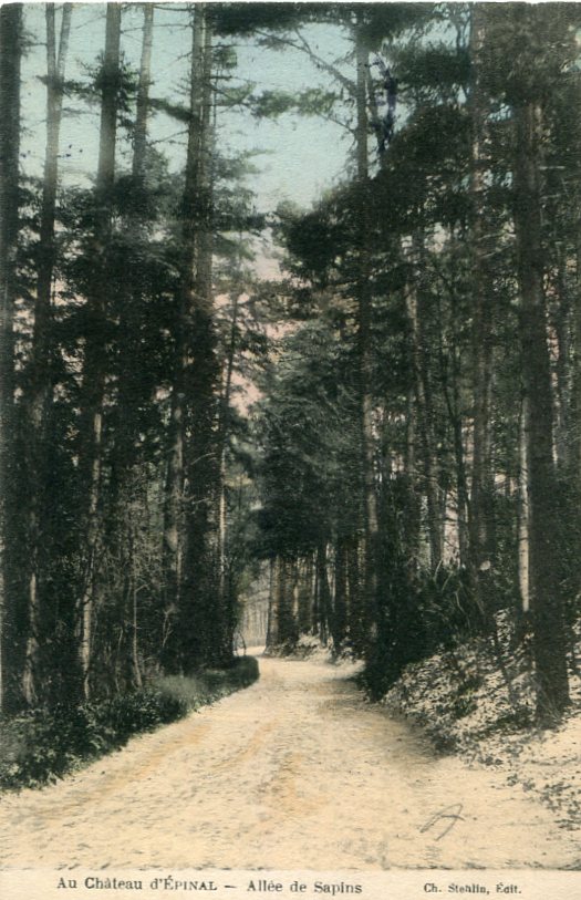 Allée de sapins