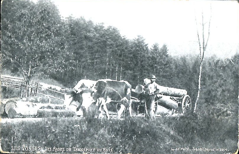 Transport des troncs -m