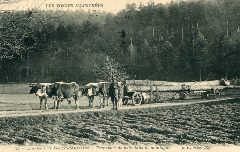 Transport de bois dans la montagne