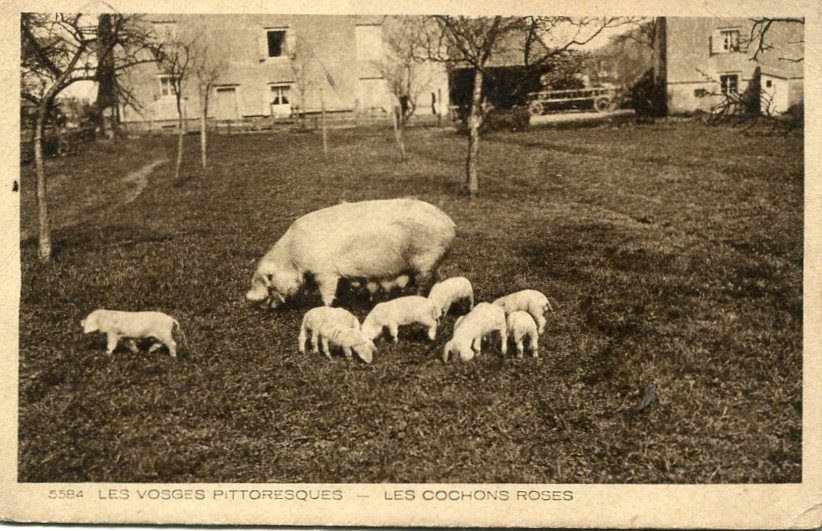 Les cochons roses