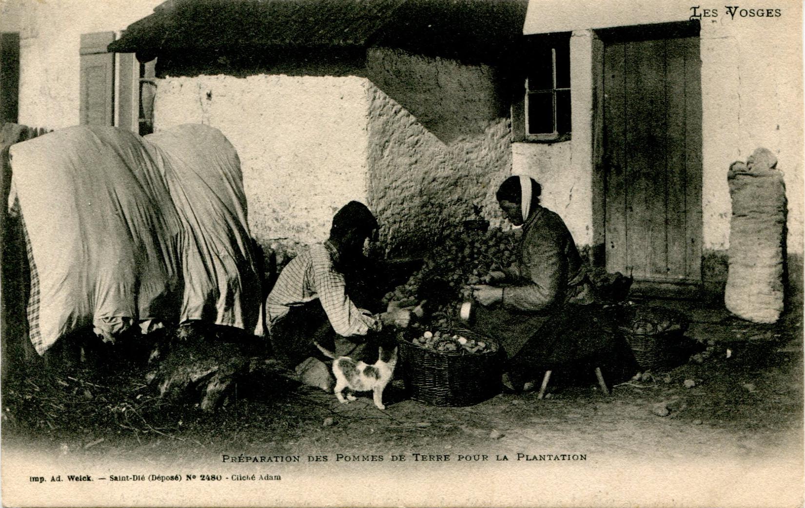 Plantation des pommes de terre