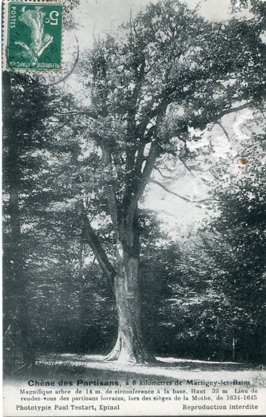 Chêne des Partisans