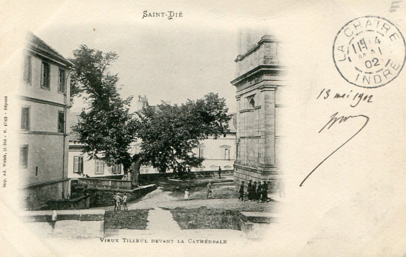 Tilleul devant la Cathédrale